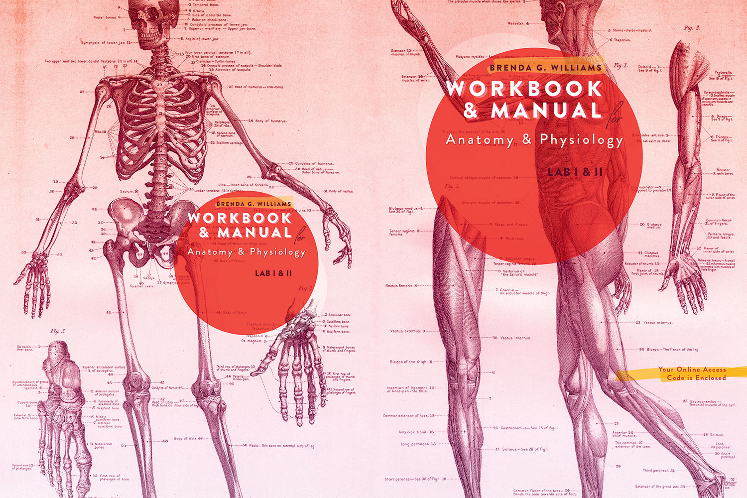 Bones of leg, Encyclopedia, , Learn anatomy